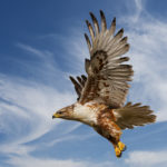 Ferruginous Hawk Ferruginous Hawk