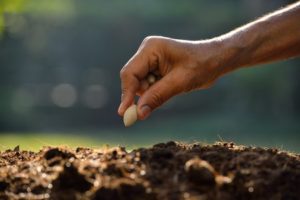 35552684 - farmer hand planting a seed in soil